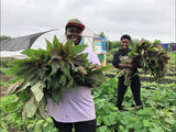 Chicago Callaloo