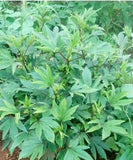 Chin Baung (Burmese Roselle Leaf)