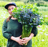 Chinese Forget-Me-Not