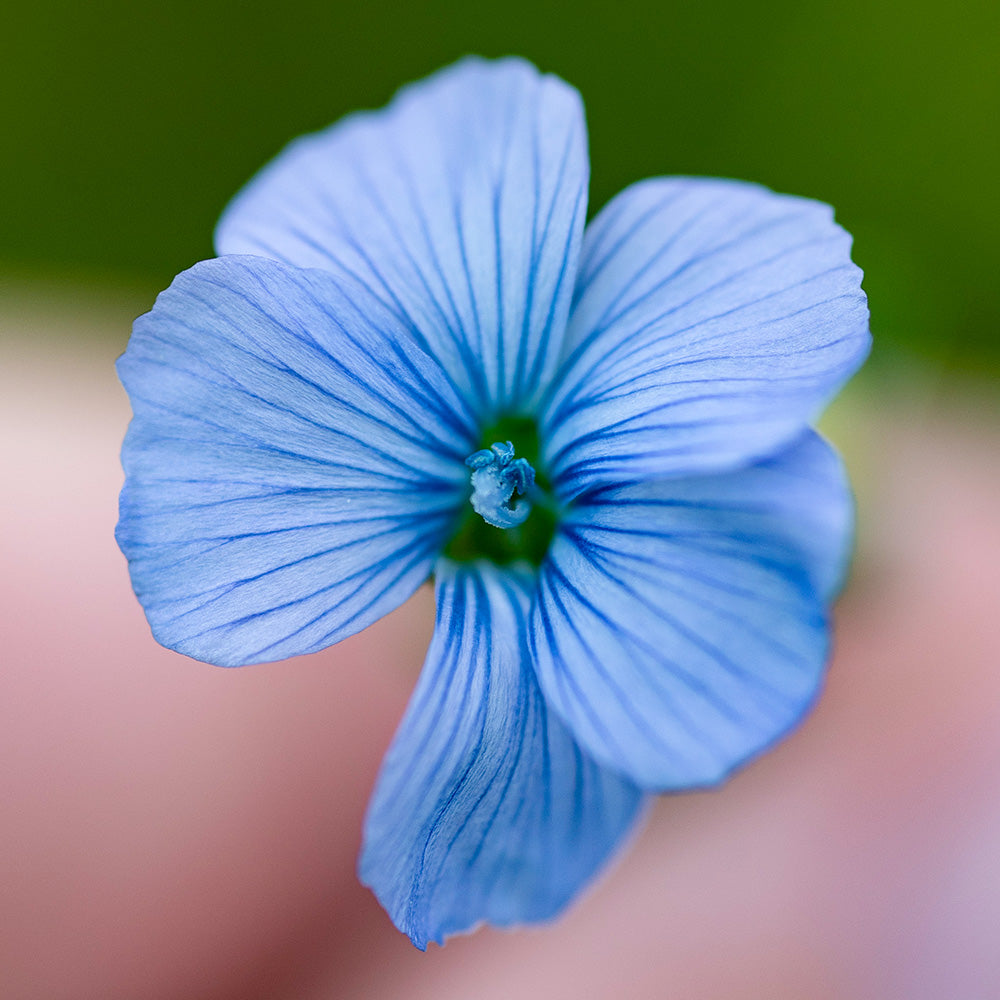 forget me not seed to flower time Chinese Forget-Me-Not – Truelove Seeds