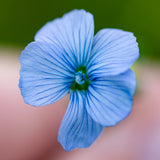 Chinese Forget-Me-Not