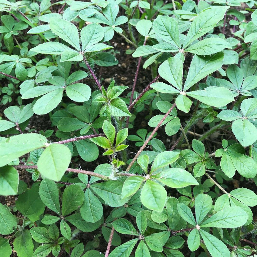 spider plant vegetable Chinsaga (Cleome Leaf)