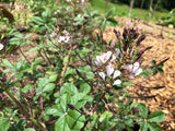 Chinsaga (Cleome Leaf)