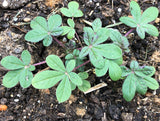 Chinsaga (Cleome Leaf)