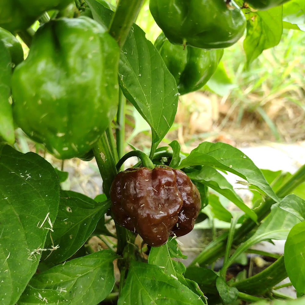 scotch bonnet plant indoors Chocolate Scotch Bonnet Pepper