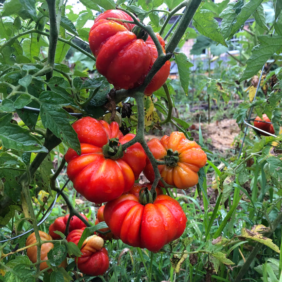 Chondrokatsari Tomato (Greece)