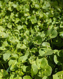 Claytonia