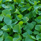 Claytonia