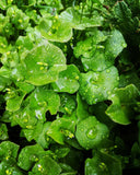 Claytonia