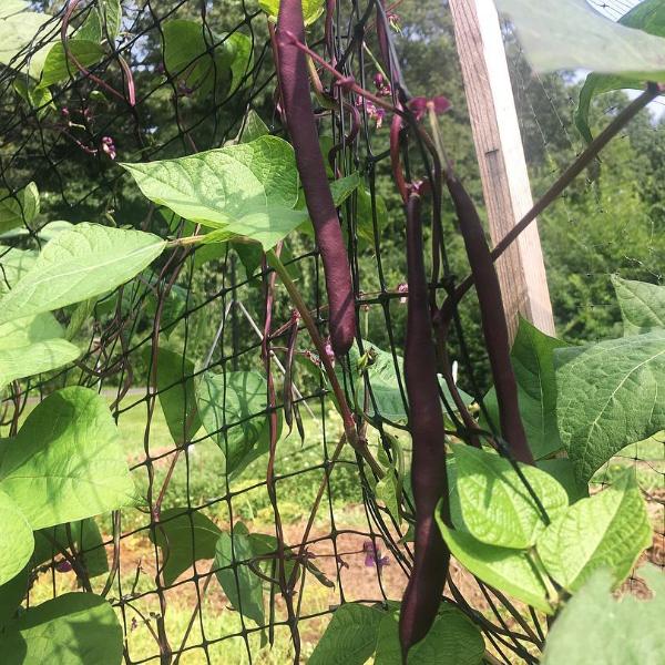 snap beans plant