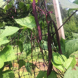 Blue Coco Snap Bean