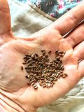 Common Flax
