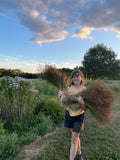 Common Flax