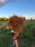 Common Flax