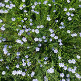 Common Flax
