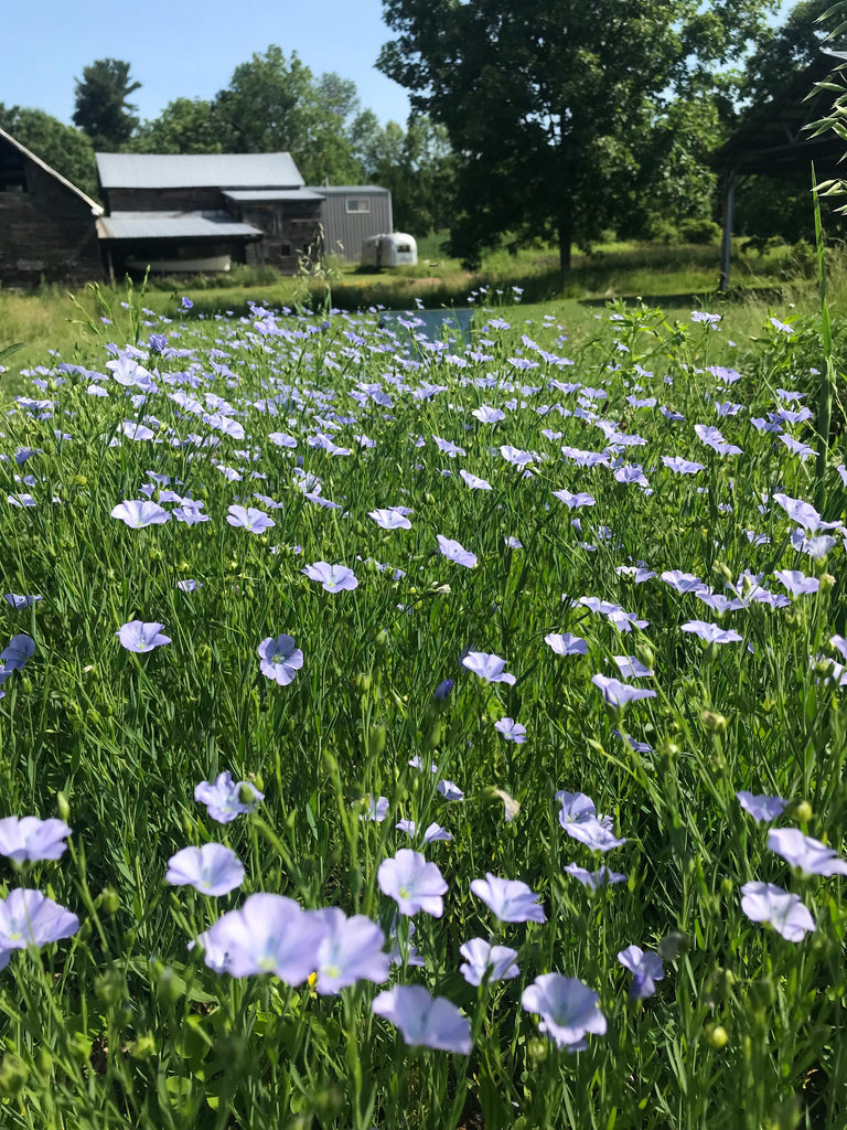 where to buy flax seeds for planting Common Flax