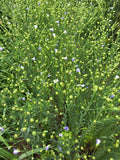 Common Flax