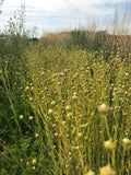 Common Flax