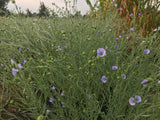 Common Flax