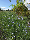 Common Flax