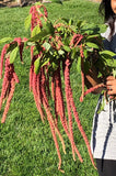Coral Fountain Amaranth