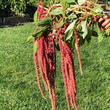 Coral Fountain Amaranth