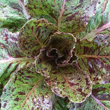Spotted Aleppo Lettuce