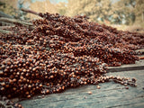 Dale Sorghum
