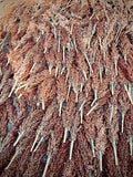 Dale Sorghum