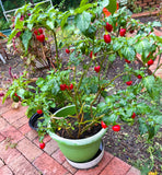 Dalle Khorsani Pepper