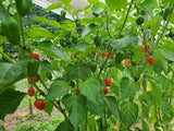 Dalle Khorsani Pepper