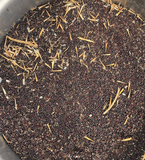 White Russian Kale