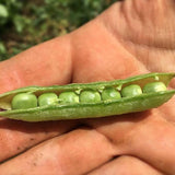 Daniel O'Rourke Pea