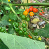 Dark Pea Eggplant (Ta Kaw Ka Tha)