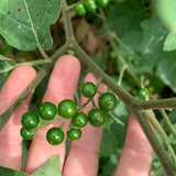 Dark Pea Eggplant (Ta Kaw Ka Tha)