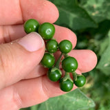 Dark Pea Eggplant (Ta Kaw Ka Tha)