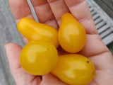 Dattelwein Cherry Tomato