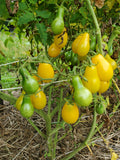 Dattelwein Cherry Tomato