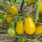 Dattelwein Cherry Tomato