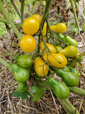 Dattelwein Cherry Tomato