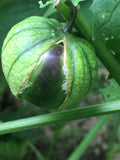 De Milpa Tomatillo