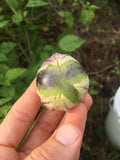 De Milpa Tomatillo