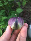De Milpa Tomatillo
