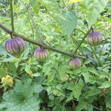 De Milpa Tomatillo