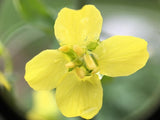 Delaway Cabbage
