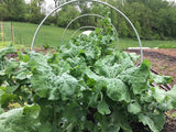 Delaway Cabbage