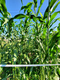 Della Sorghum