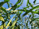 Della Sorghum