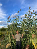 Della Sorghum
