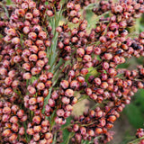 Della Sorghum